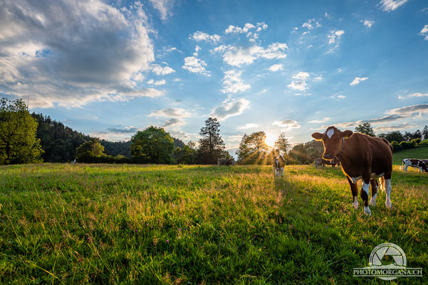 Zwischen Hulftegg und Hörnli - St. Gallen im Juli 2020