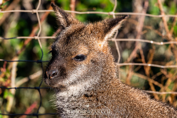 Bennet-Wallaby (Macropus rufogriseu rufogriseu) - Zoo Zürich