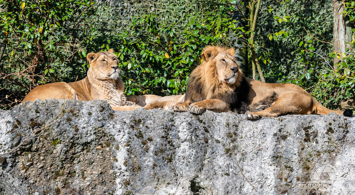 Asiatischer Löwe (Panthera leo persica) - Zoo Zürich