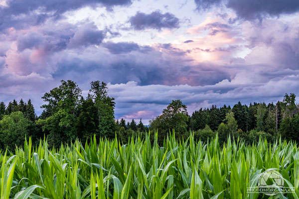 Huggenberg Sommer 2021