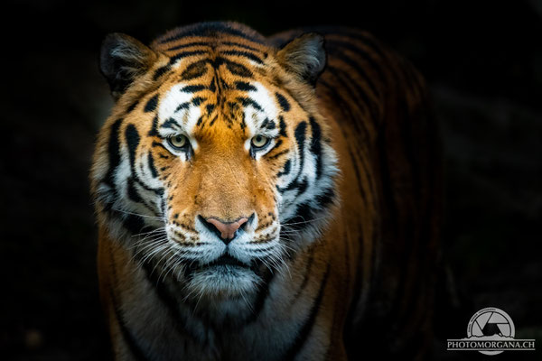 Amurtiger (Panthera tigris altaica) - Zoo Zürich