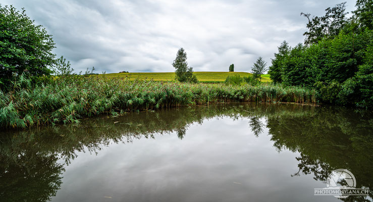 Auf dem Holzsteg beim Hüttwilersee im Seebachtal - Thurgau Sommer 2020