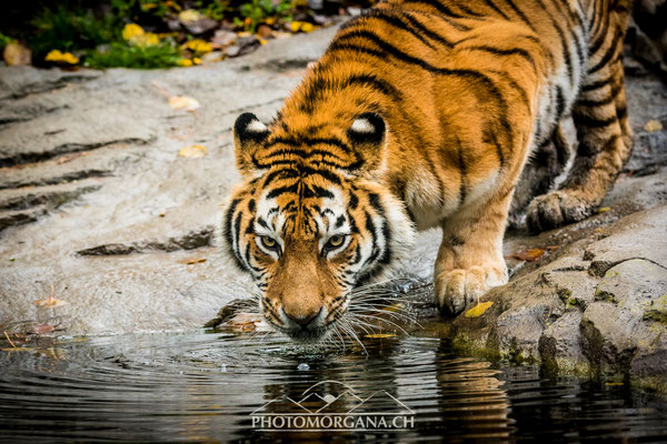 Amurtiger (Panthera tigris altaica) - Zoo Zürich