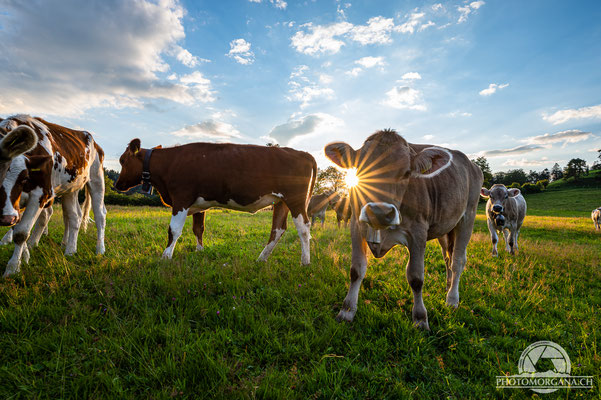 Zwischen Hulftegg und Hörnli - St. Gallen im Juli 2020