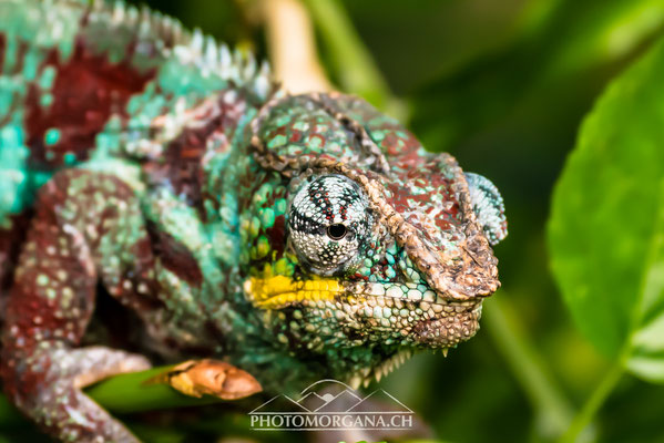 Pantherchamäleon (Furcifer pardalis) - Zoo Zürich (Masoalahalle)