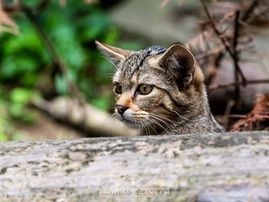 Europäische Wildkatze (Felis silvestris silvestris) - Tierpark Langenberg Zürich