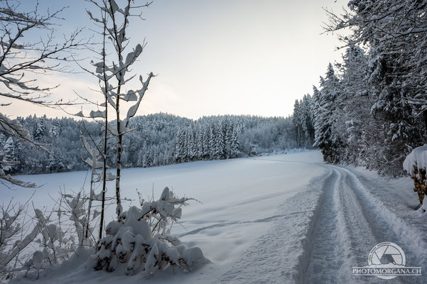 Bichelsee-Balterswil im Schnee - Thurgau 16. Januar 2021