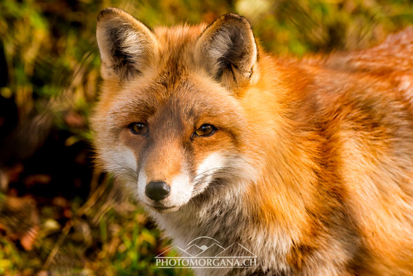 Rotfuch (Vulpes vulpes) - Tierpark Goldau