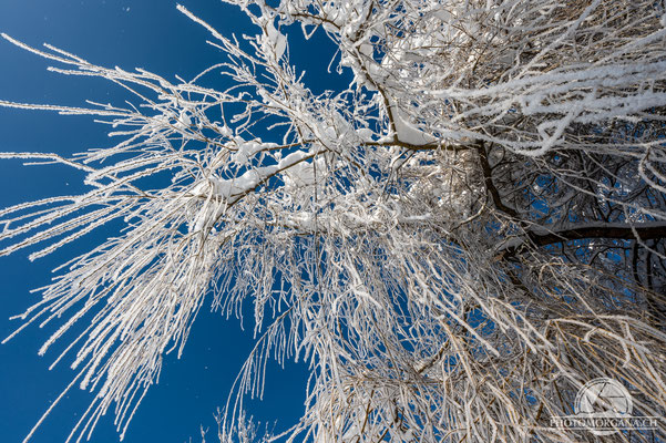 Bichelsee im Schnee - Thurgau 16. Januar 2021