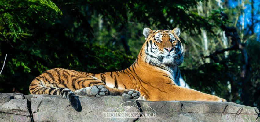 Amurtiger (Panthera tigris altaica) - Zoo Zürich