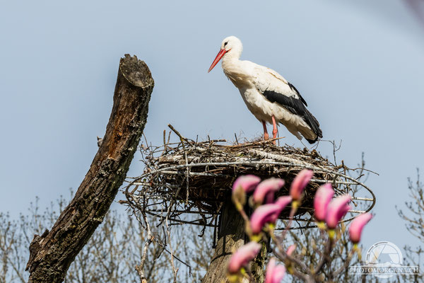 Europäischer Weissstorch (Ciconia ciconia) - Zoo Zürich