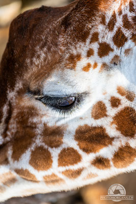 Netzgiraffe (Giraffa reticulata) - Zoo Zürich