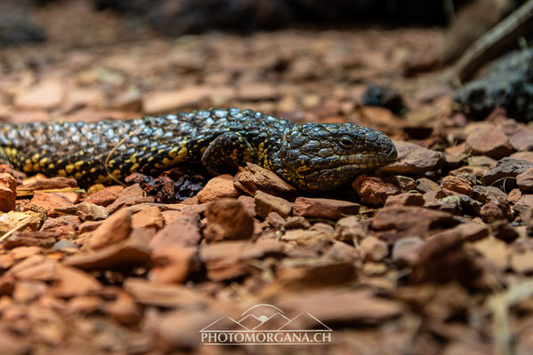 Tannzapfenechse (Tiliqua rugosa) - Zoo Zürich