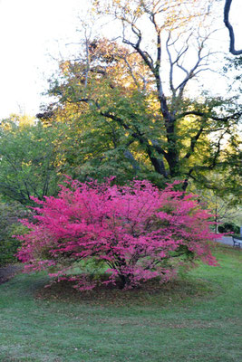 Public Gardens ©Ben Simonsen