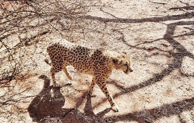 Geparden in der De Wildt Cheetah Farm