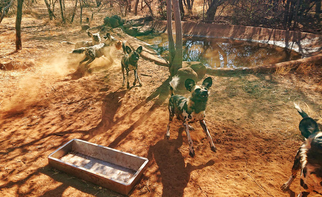 African Wilddogs