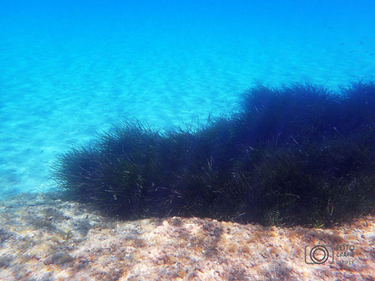 Unterwasserwelt in Kroatien