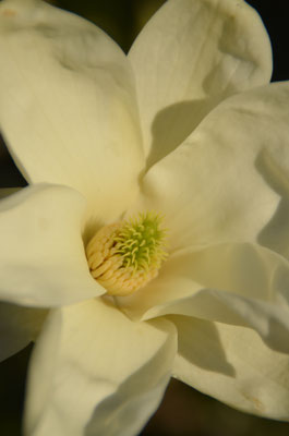 Magnolia Yellow Bird