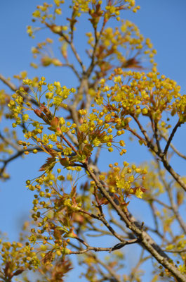 Acer pl. Globossum