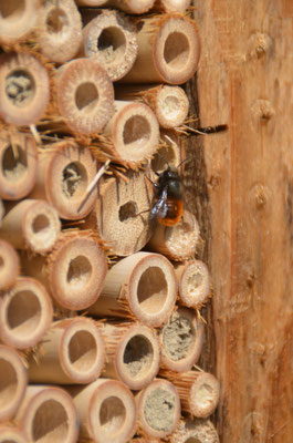 Insektenhotel