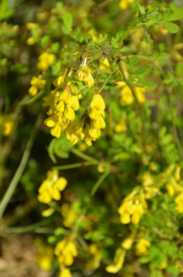 Coronilla emerus