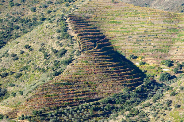 svahy vinařské oblastí Alto Douro
