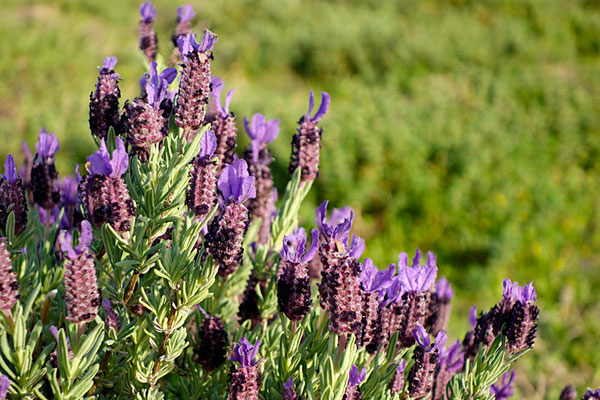 Lavandula stoechadensis - Levandule chocholatá