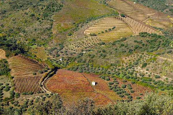 svahy vinařské oblastí Alto Douro
