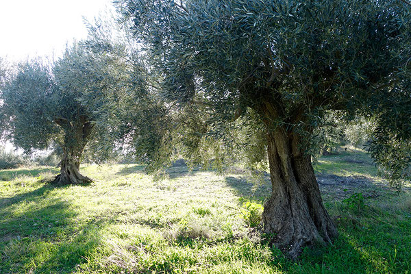 Olivovníky 