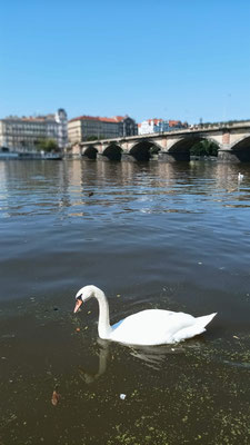 Labuť ve Vltavě a Palackého most