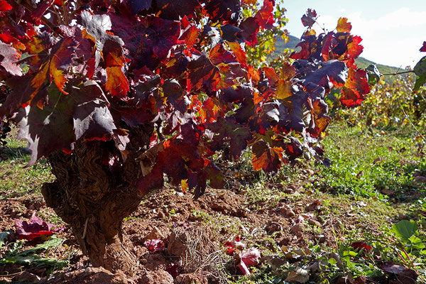 Na vinici v jižní Francii, Languedoc-Roussillon
