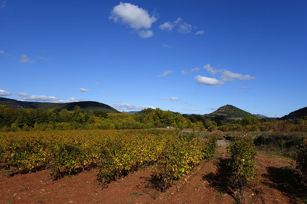 Vinice na jihu Francie, Languedoc-Roussillon