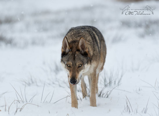 Wolfhundmischling Fenris im Schnee