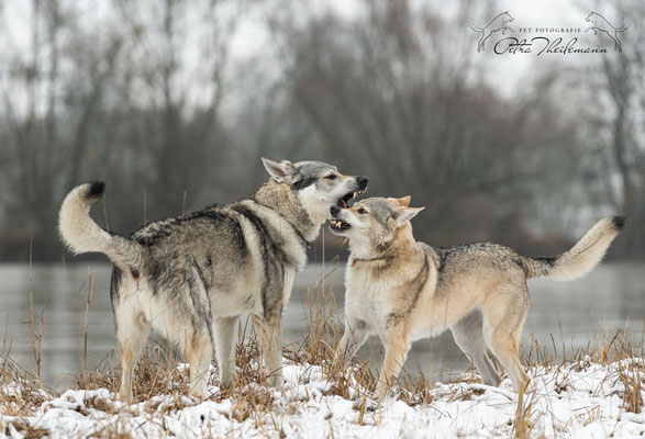 Delphi Spirit of the Wolf in Diskussion mit ihrem Sohn Aracho vom bayerischen Jura 1