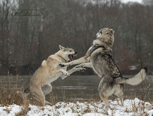 Delphi Spirit of the Wolf in Diskussion mit ihrem Sohn Aracho vom bayerischen Jura 2