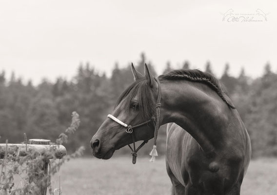 Sandokan mg v black&white Portrait