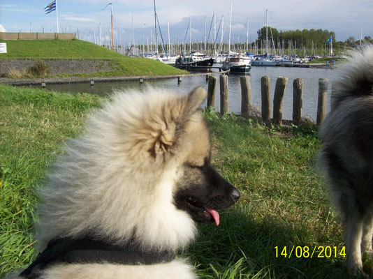 Keeshond Puppy Babette am Hafen in Scharendijke
