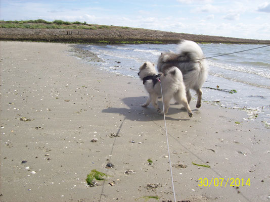 Keeshonden Puppy Babette und Sunnybär