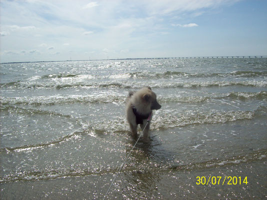 Keeshond Puppy Babette in der Nordsee