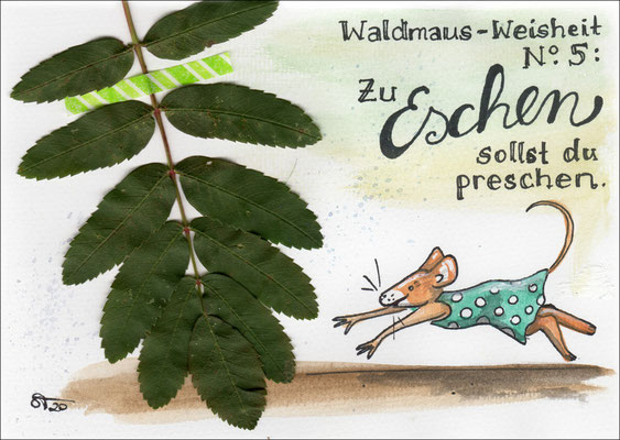 024 Waldmaus 5 / Eschen