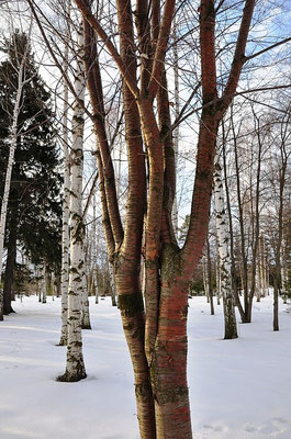 Береза с красной корой Азери