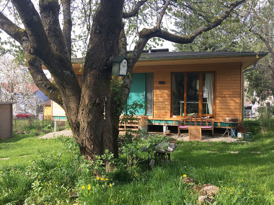 Unser Kirschbaum mit Bürohaus im Hintergrund