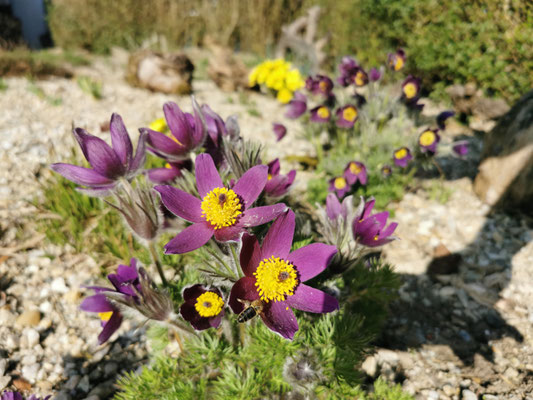 Gemeine Kuhschelle (Copyright: Andreas Kerbler)