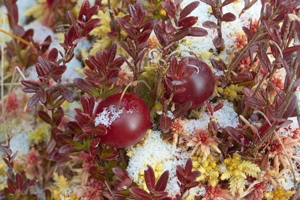 American or Large-fruited Cranberry