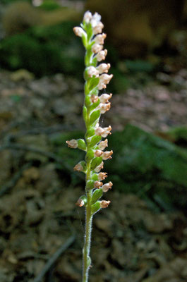 The flowers of Dwarf and Checkered Rattlesnake-Plantain are mostly on one side of the flower stalk. A closer look at the flower parts is necessary to positively identify the species.