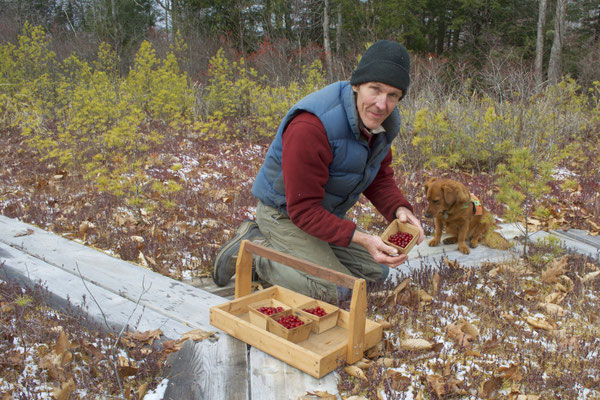 Michael harvesting cranberries in the bog on Distant Hill.