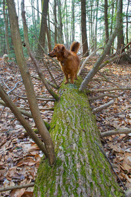 Ruby our dog was the first to try out one of the tree balance beams.
