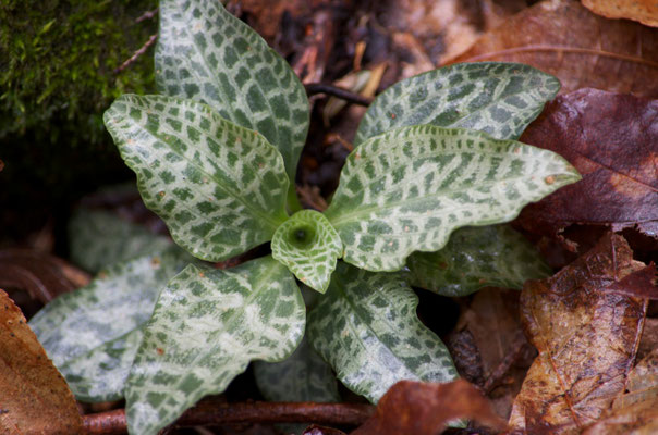 Dwarf Rattlesnake Plantain (Goodyera Repens) and Checkered Rattlesnake-plantain (Goodyera tesselata) will hybridize, making them difficult to identify at times.