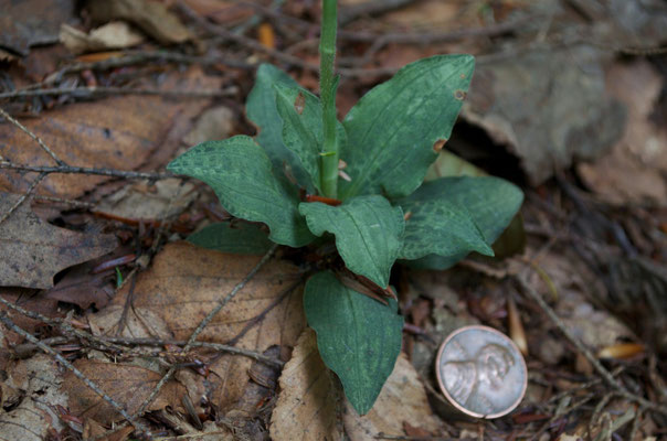 Dwarf Rattlesnake Plantain (Goodyera Repens) and Checkered Rattlesnake-plantain (Goodyera tesselata) will hybridize, making them difficult to identify at times.