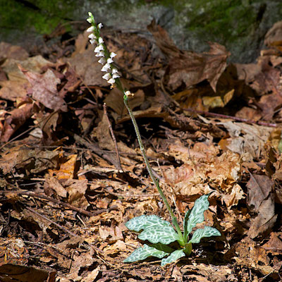 Dwarf Rattlesnake Plantain (Goodyera Repens) and Checkered Rattlesnake-plantain (Goodyera tesselata) will hybridize, making them difficult to identify at times.